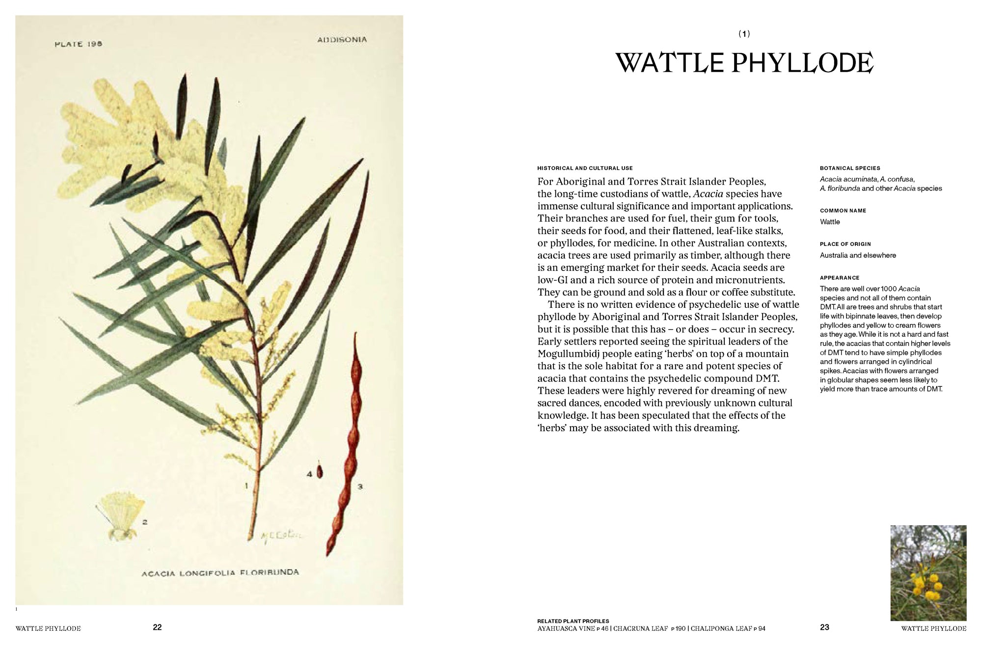 Psychoactive Plants & Fungi